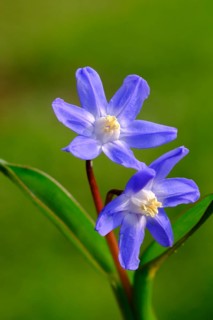 Blue star, flower, plant, bloom, blue stars, little blue stars, (Cilla bifolia)
