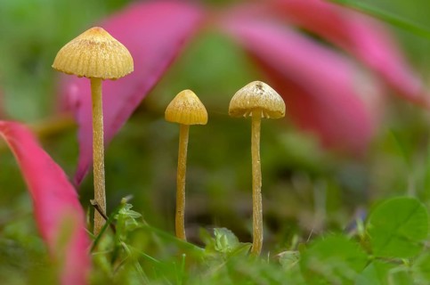 Conocybe cryptocystis, Conocybe digitalina, Conocybe subpubescens, Conocybe tetraspora, galera