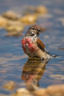 Acanthis cannabina, bloodtail, linaria cannabina, linnet, bath, bird bath, birds, high size,