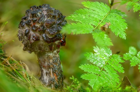 Black scaly bolete, Strobilomyces floccopus, Strobilomyces strobilaceus, strubble head, strubble