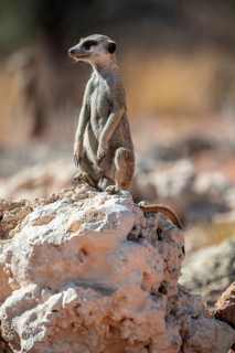 Meerkat (Suricatta suricata), Kgalagadi Transfrontier Park, Northern Cape, South Africa
