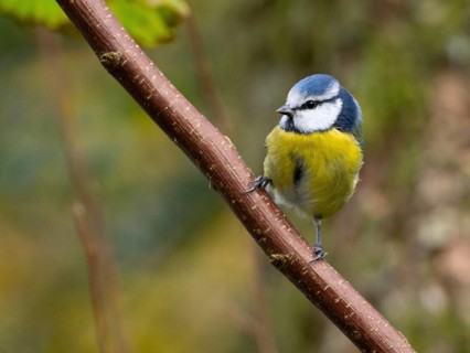 A blue tit sits on a branch, North Rhine-Westphalia, Germany