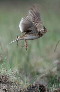 2010, Alauda Arvensis, Brandenburg, skylark, Germany, Nabu, national natural heritage, natural