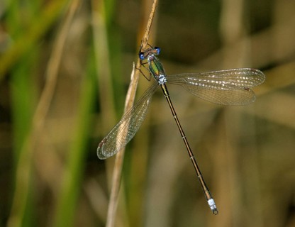 Little Truismaids, Lestes Virens, Small Spreadwing, Damselflies, Dragonflies, Insects, Leo,