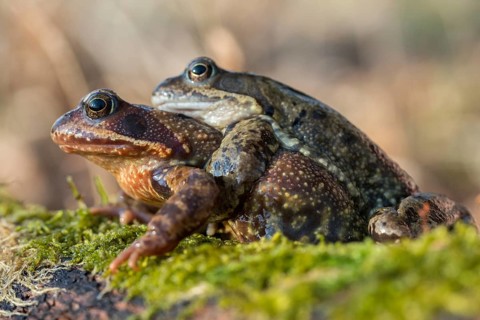 Amplexus, common frog, Rana temporaria, amphibians, amphibians, frog, frog, frogs, spring, clasp