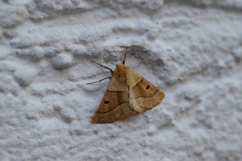 Scalloped Oak Moth (Crocallis elinguaria), close-up, house wall