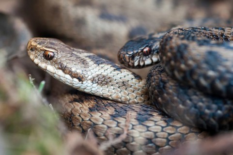 European adder, European viper, venomous snake, vipera berus, critters, female, poisonous reptiles,