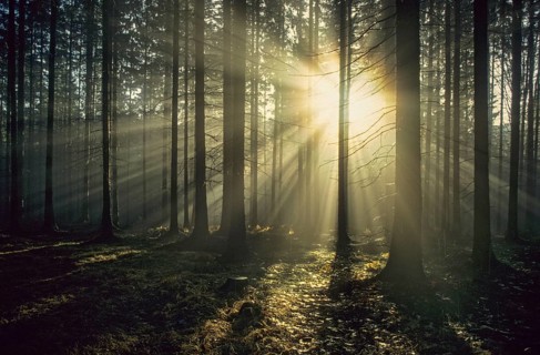 Pöllwitz forest, autumn, backlight, autumn, landscape, coniferous forest, forest, wood