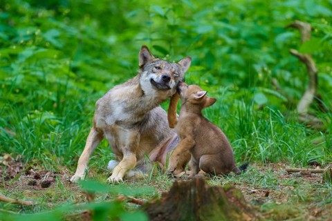 A wolf and a wolf cub play together in the forest, summer, wolf (Canis lupus), Germany