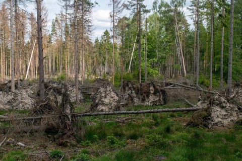 Bark beetles, intensive forestry, dead wood, forest damage, forest damage, forest death