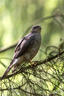 Accipiter Nisus, Accipitriformes, Sparrowhawk, Sparrowhawk, Birds of Prey, High Size, Portrait,