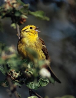 Emberiza citrinella, Yellowhammer, Yellowhammer, birds, song, high size, portrait format, male,