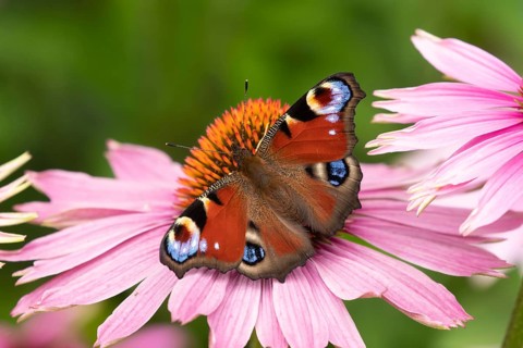 Peacock butterfly (Aglais io) adult insect feeding on a garden Coneflower (Echinacea purpurea)