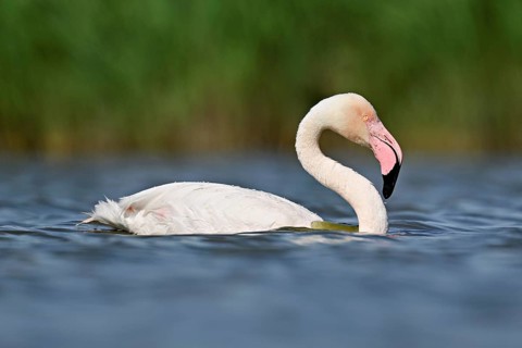 A greater flamingo (Phoenicopterus roseus) swimming in a pond, Camargue Regional Nature Park,