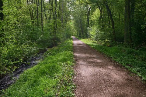 A quiet forest path, lined with trees, sunlight hits the path, spring, Bullau, Erlensee, Hanau,