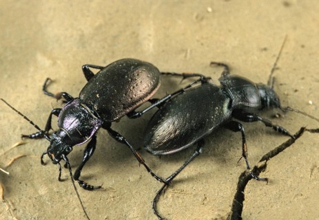 Bronze carabid, Carabus nemoralis, grouse beetles, beetles, insects, beetles