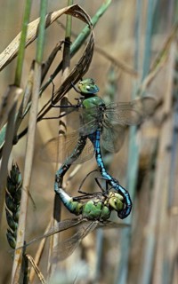 Anax Imperator, Blue Emperor, Emperor Dragonfly, Large Royal Libelle, Anisoptera, Couple,