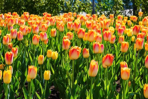 Bed of backlit single cup shaped orange and yellow Tulipa - Tulip flowers in spring, Quebec, Canada