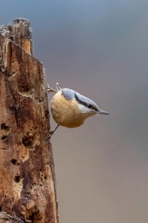 A nuthatch climbs up a tree trunk in a natural setting with a soft background, nuthatch (Sitta