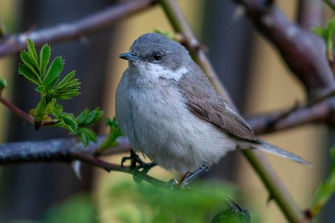 Rattleswarbler, Lesser Whitethroat, Sylvia Curruca, Birds, Garden Fence, Garden Fence, Male, Male,