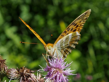 An imperial fritillary (Argynnis paphia) perched on a purple flower, wings spread, green