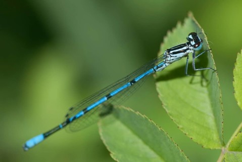 2009, Azure Damselfly, Brandenburg, Coenagrion Puella, Common Coenagrion, Germany, Grünhäuser lake,