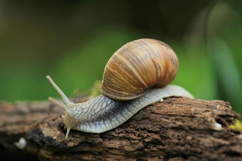 A snail crawls across natural tree bark in a peaceful setting, a Roman snail (Helix pomatia) on