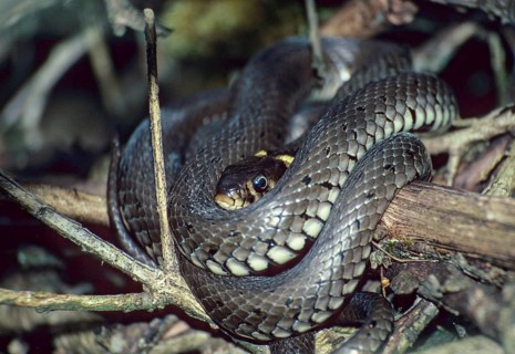 Grass Snake, Natrix Natrix, Grass Snake, Critters, Reptilia, Reptiles, Ringed Snakes, Snakes, Water