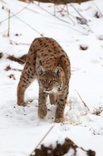 A lynx creeps cautiously through the snow. Its striped and spotted coat is clearly visible: a