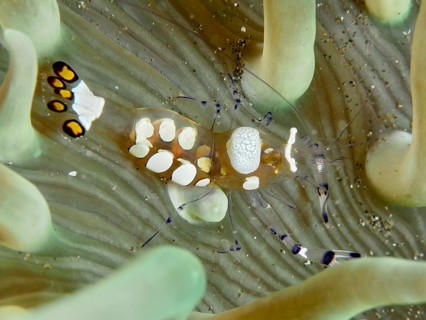 A transparent crustacean, the peacock-eyed anemone shrimp (Ancylocaris brevicarpalis), moves