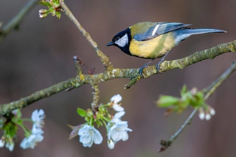 Great tit, great tit, parus major, birds, spring, male, meadow orchard, tit, male, passeri,