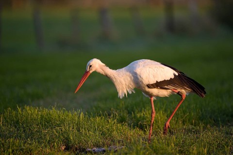 Weissstorch (Ciconia ciconia), White Stork, Altvogel bei der Nahrungssuche, Oktober, NSG Dingdener