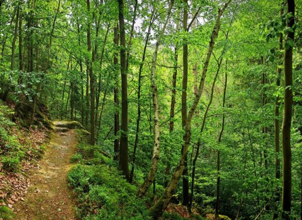 A narrow, wooded path leads through green foliage and tall trees, hiking in spring, Bad