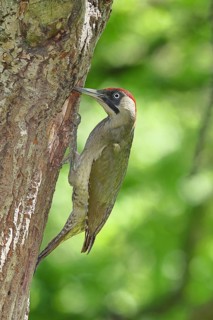 Green Woodpecker (Picus viridis) – a female at her nesting hole in an old oak tree, wildlife,