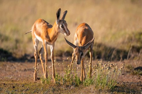 Two young springbok (Antidorcas marsupialis) in meadow, Mountain Zebra National Park, South Africa