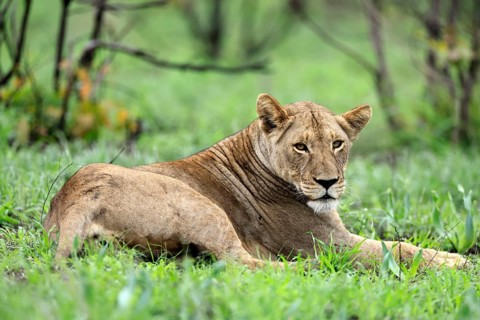 Lion (Panthera leo), adult, female, lying down, on the ground, alert, Kruger National Park, South