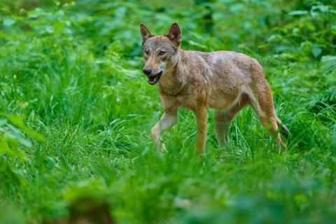 A wolf walks alertly through the green forest, summer, wolf (Canis lupus), Germany