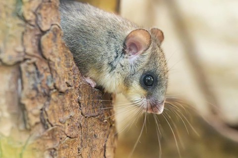 European edible dormouse (Glis glis) coming out of a tree hole, Bavaria, Germany