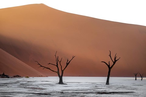 Red sand dunes and white salt pan with dead trees, Dead Vlei, Namib Desert, Namib Naukluft Park,