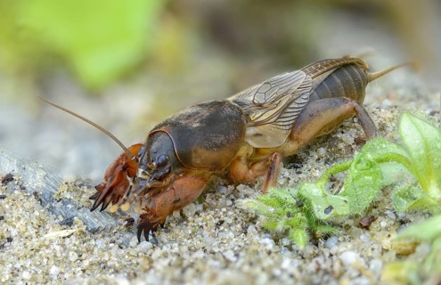 European mole crickets, grasshoppers, gryllotalpa gryllotalpa, half-devils, mole crickets, werre,