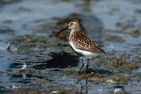 Alpine sandpipers, Calidris alpina, dunlin, birds, breeding dress, charadriiformes, limicoles,