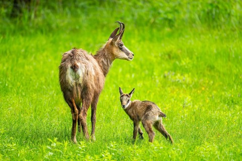 Chamois (Rupicapra rupicapra) Mother (doe) with her youngster (fawn) on a meadow, Austria