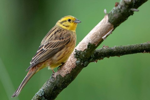 Emberiza citrinella, goldammer, yellowhammer, birds, male, passeri, songbirds, birds