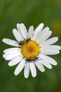 Black-striped Longhorn Beetle, Cerambycidae, Spotted Horned Chock, Common Narcock, Small Narrow