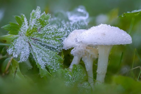 Camarophyllus virgineus, cuphophyllus virgineus, ellerling, glassy white ellerling, hygrocybe