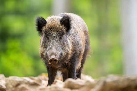 Wild boar (Sus scrofa) standing in a forest, Bavaria, Germany