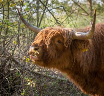 Artiodactyla, bos primigenius f. taurus, even-toed ungulate, highland cattle, kyloe, cloven-hoofed,