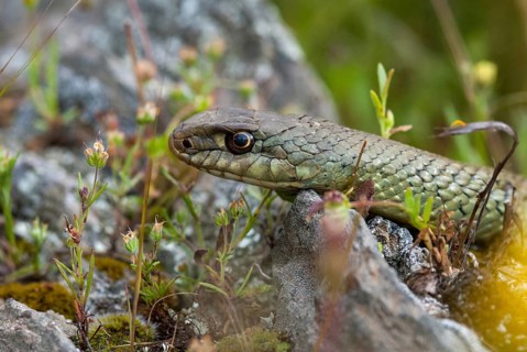 Lizard snake, European lizard snake, Malpolon monspessulanus, Montpellier snake, critters,