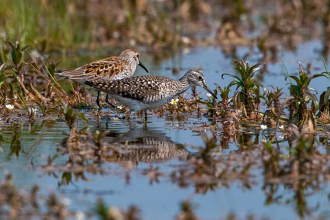 Alpine sandpipers, fractured water striders, calidris alpina, dunlin, tringa glareola, wood