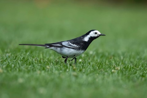 Pied wagtail (Motacilla alba) adult bird on a grass lawn, England, United Kingdom
